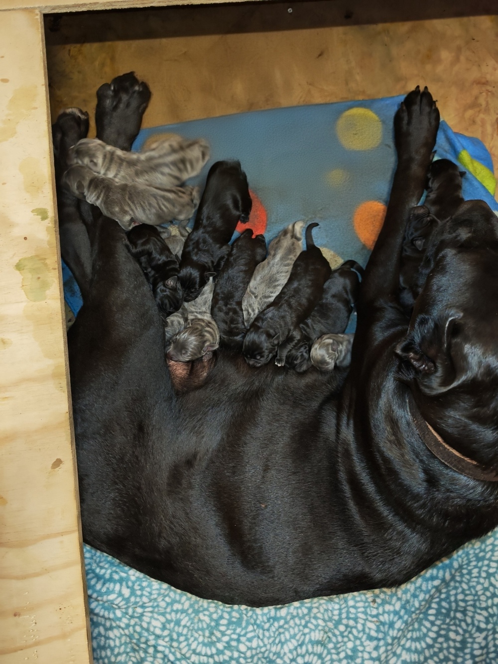 Camada 14 de marzo-2