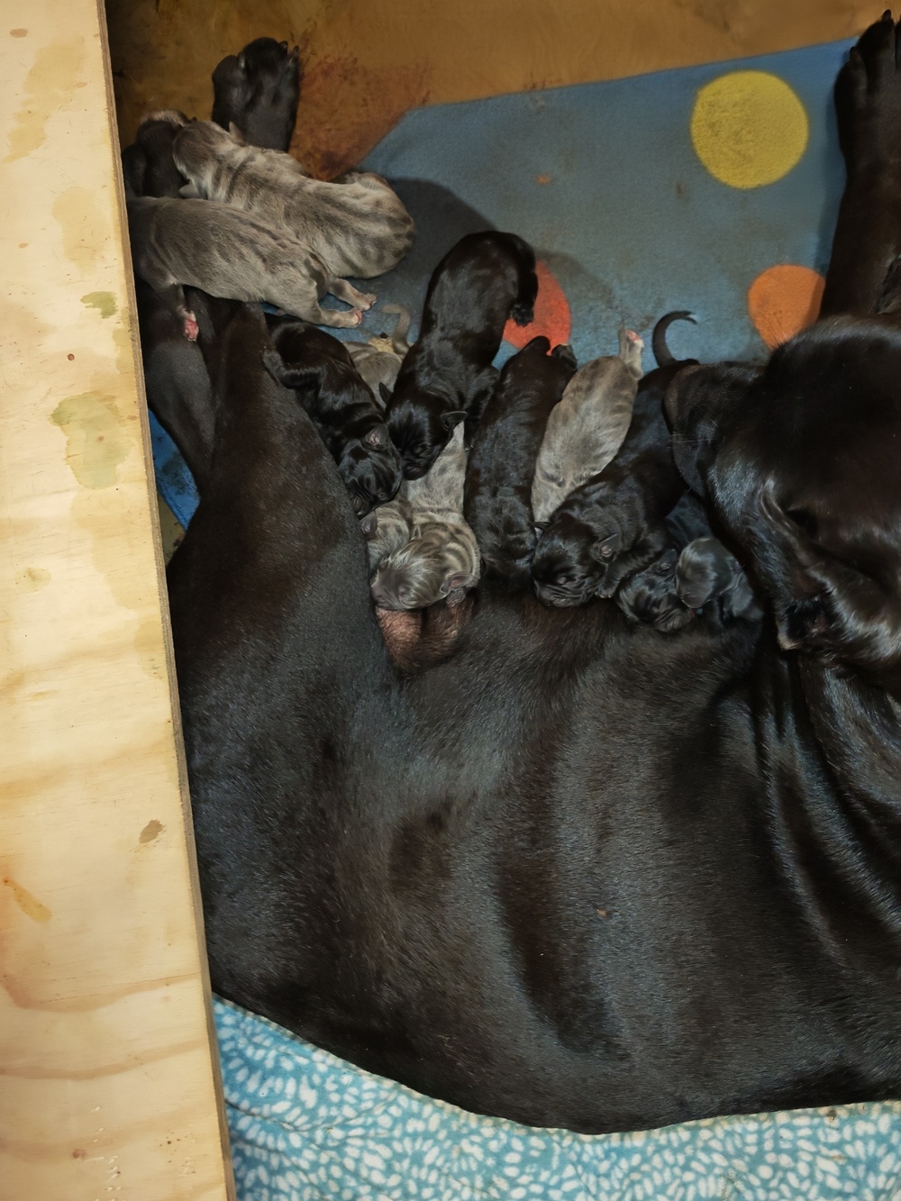 Camada 14 de marzo-3