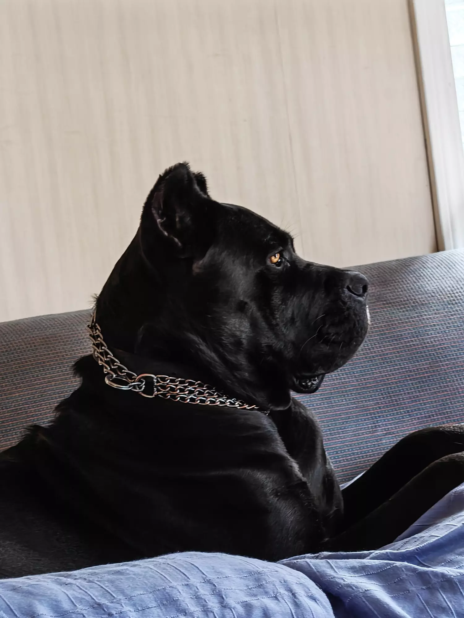 Cane-corso-febrero-2026-1