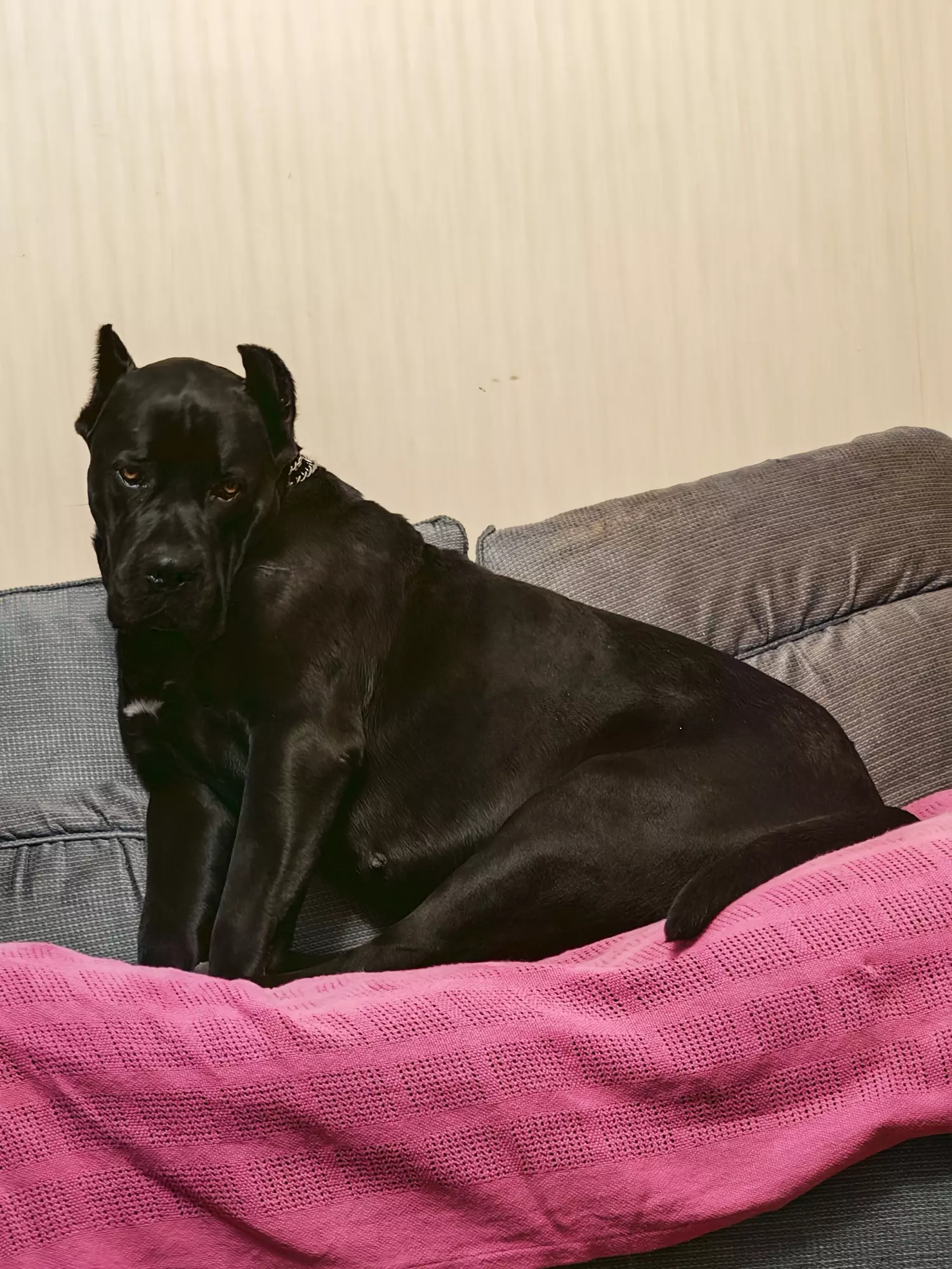 Cane-corso-febrero-2026-2