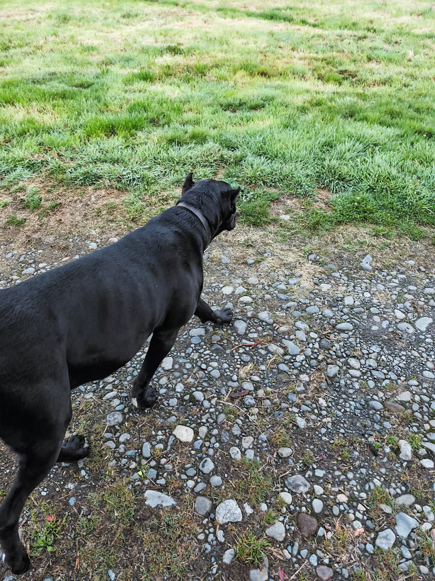 Cane-corso-febrero-2026