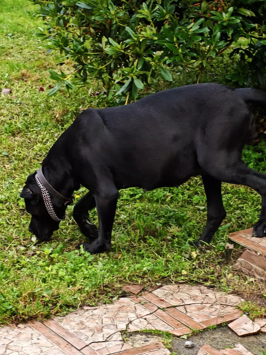 cane-corso-febrero-2026-3
